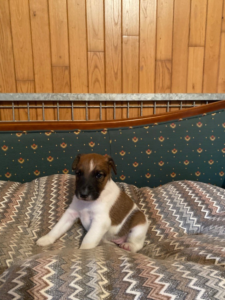 de la meute champenoise - Chiot disponible  - Fox Terrier Poil lisse