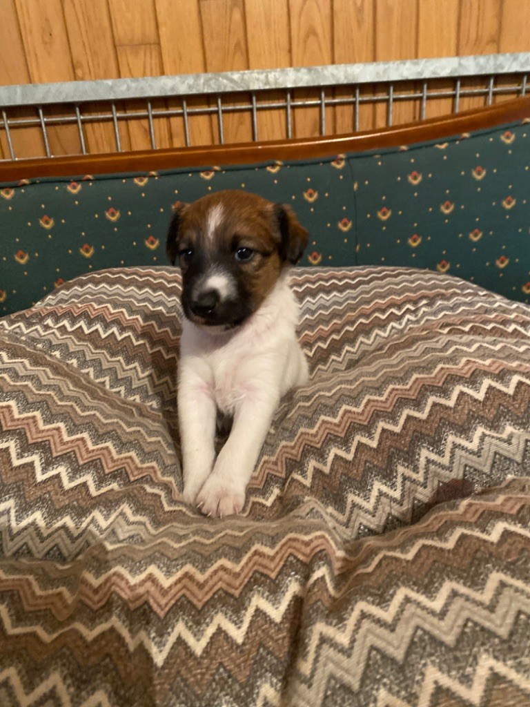 de la meute champenoise - Chiot disponible  - Fox Terrier Poil lisse