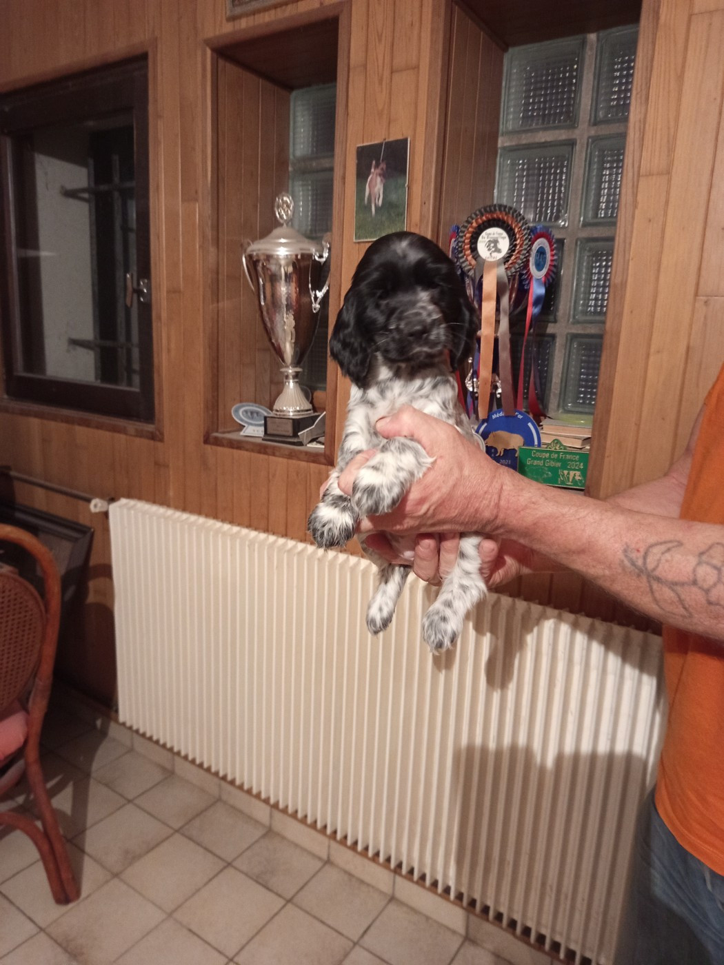 de la meute champenoise - Chiots disponibles - Cocker Spaniel Anglais