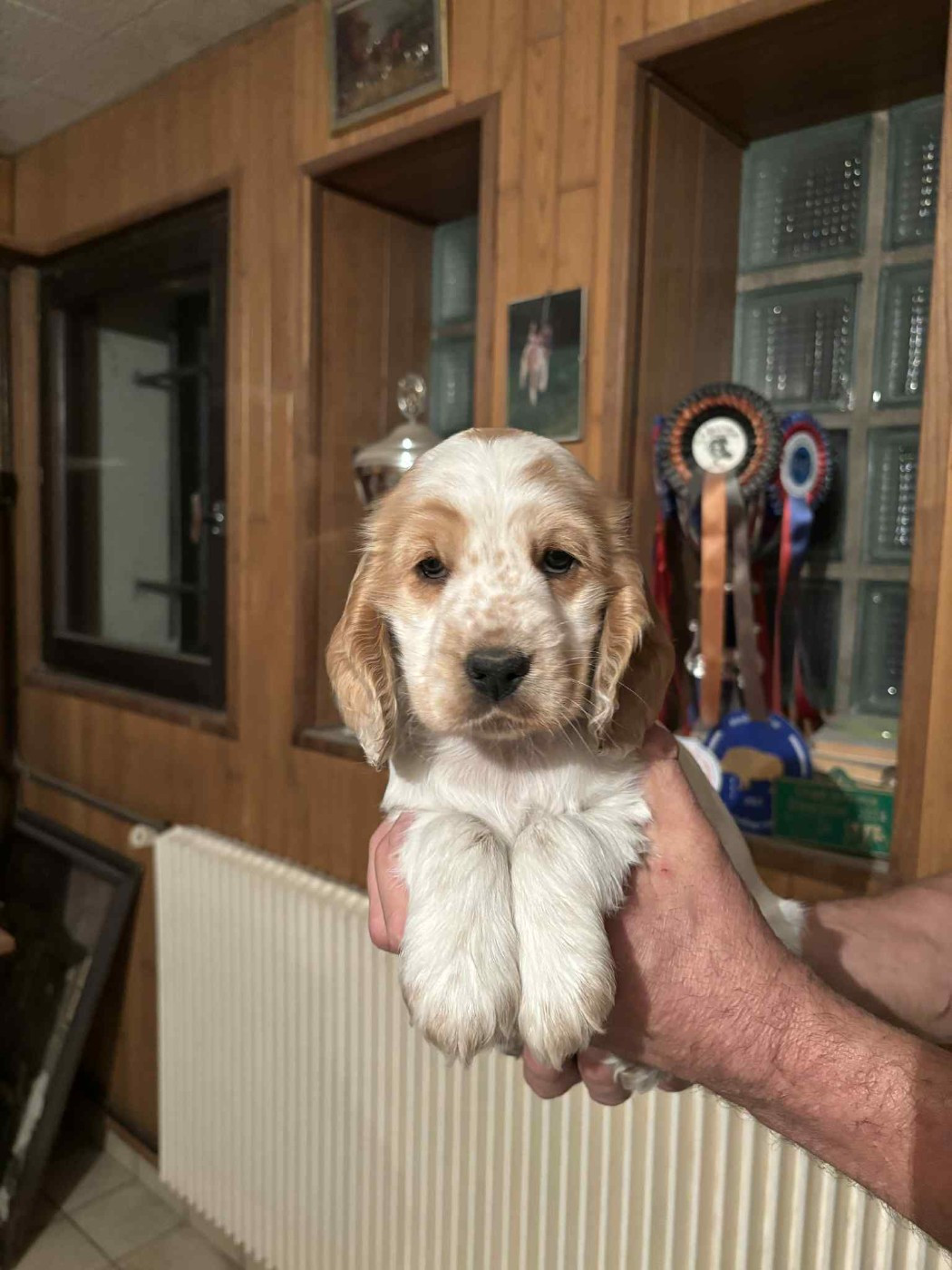 de la meute champenoise - Chiots disponibles - Cocker Spaniel Anglais