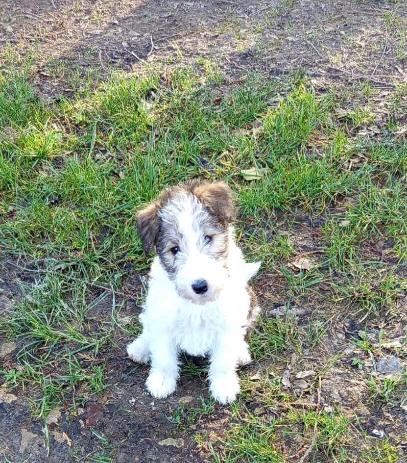 de la meute champenoise - Fox Terrier Poil Dur - Portée née le 06/01/2026