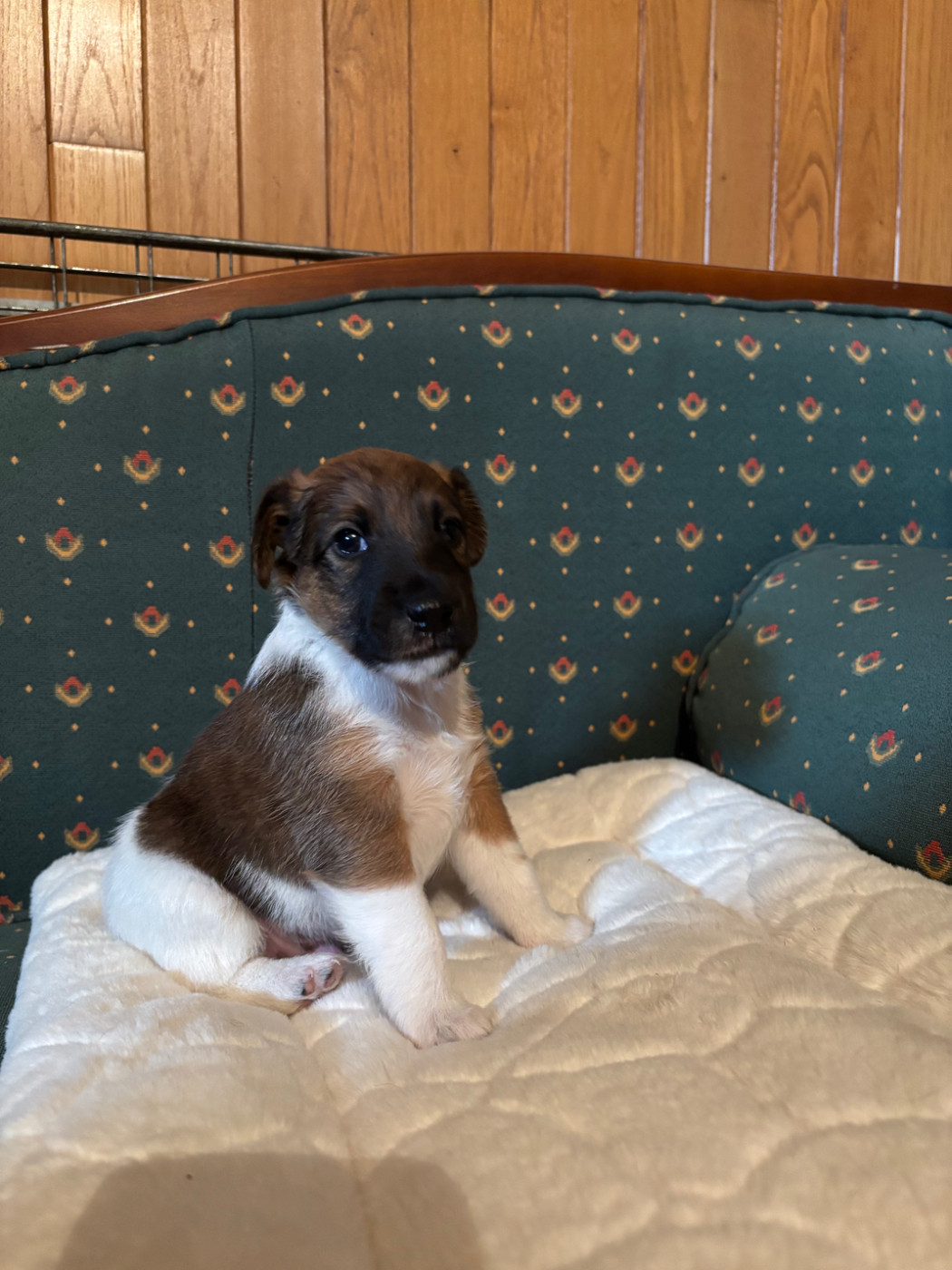 de la meute champenoise - Chiots disponibles - Fox Terrier Poil lisse