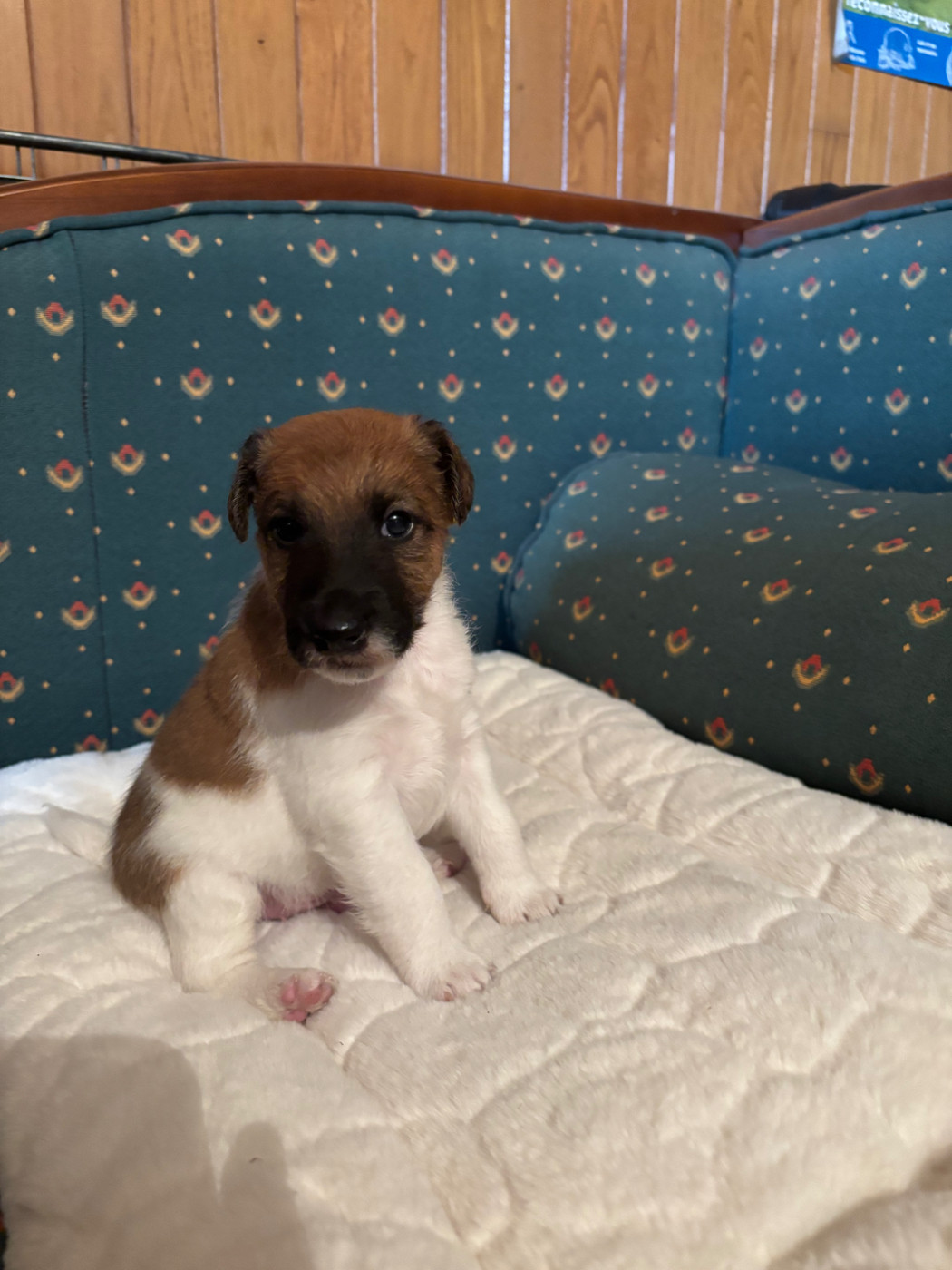 de la meute champenoise - Chiots disponibles - Fox Terrier Poil lisse
