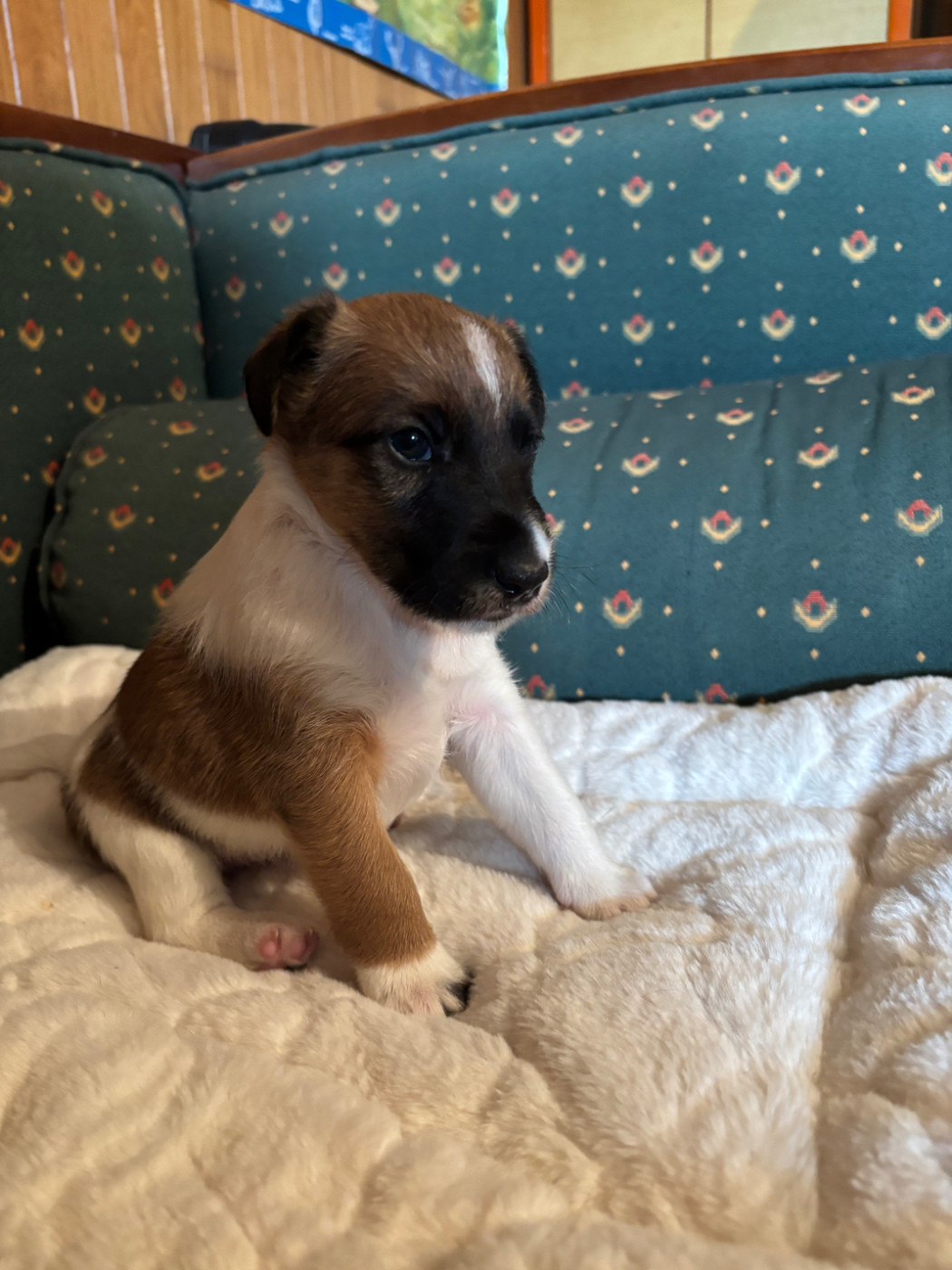 de la meute champenoise - Chiots disponibles - Fox Terrier Poil lisse
