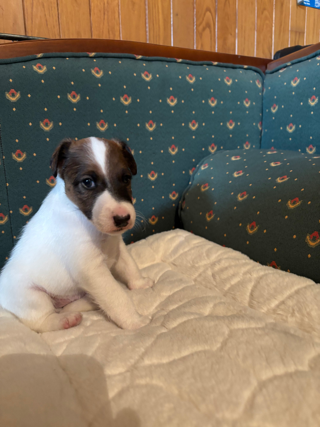 de la meute champenoise - Chiots disponibles - Fox Terrier Poil lisse