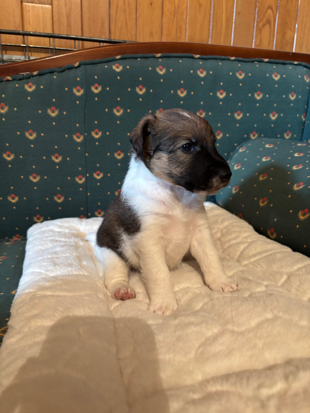 de la meute champenoise - Chiots disponibles - Fox Terrier Poil lisse